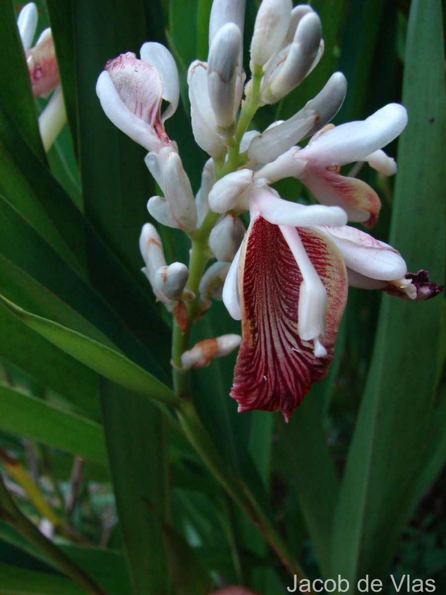 Alpinia calcarata (Andrews) Roscoe